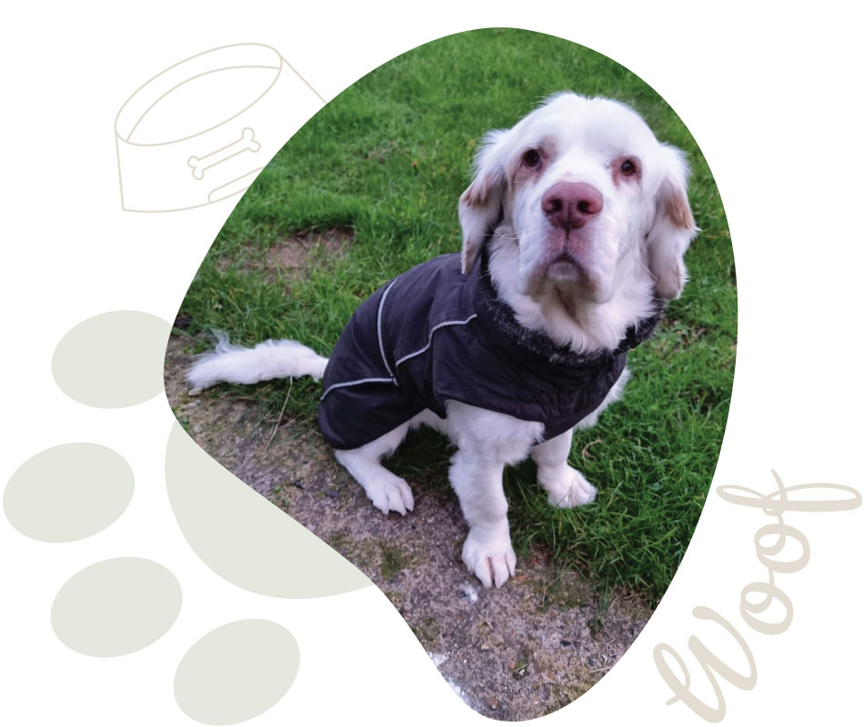 walks-and-whiskers-dog-walker-red-lodge-bury-st-edmunds-pet-care-services-image-950x800px-dog-3