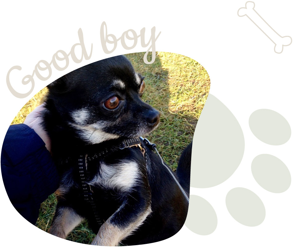 walks-and-whiskers-dog-walker-red-lodge-bury-st-edmunds-pet-care-services-image-950x800px-dog-5